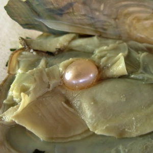 Натуральный морской жемчуг — описание камня
