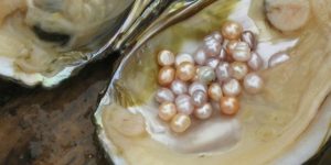 Речной жемчуг: сокровища пресной воды